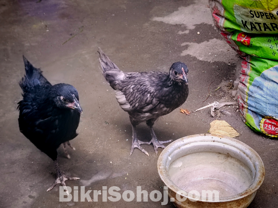 দেশী মুরগীর বাচ্চা ৩টা